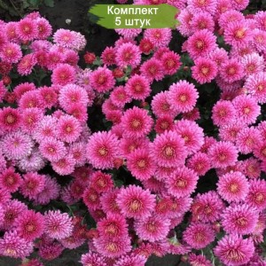Саженцы хризантемы мультифлоры Падре Лилак (Padre Lilac) (Бледно-розовая ) -  комплект 5 шт.