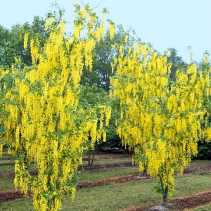 Саженец бобовника Ватерера (Watereri)