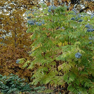 Саженец бузины голубой Блю Берри (Blueberry)