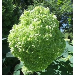 Саженец гортензии древовидной  Лайм Рики  (Lime Rickey)