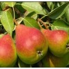 Груша Северянка краснощекая