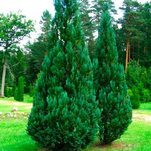 Саженец кипарисовика Лавсона 60-100 см