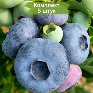 Саженцы черники Патриот (Patriot) -  комплект 5 шт.