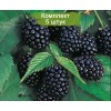 Саженцы ежемалины Бойсенберри (Boysenberry) -  комплект 5 шт.