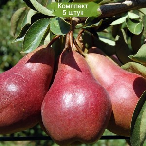 Саженцы колоновидной груши Кармен (Karmen) -  комплект 5 шт.