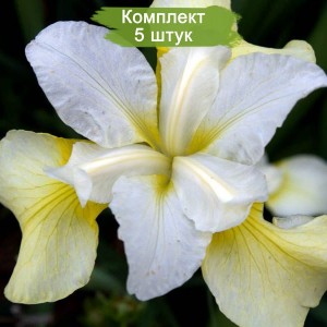 Саженцы ириса сибирского Баттер энд Шугар (Butter and Sugar) -  комплект 5 шт.
