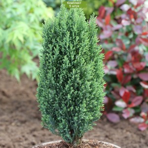 Саженцы кипарисовика Лавсона 20-40 см -  комплект 5 шт.