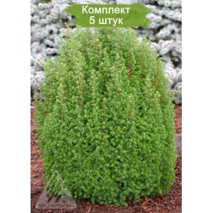 Саженцы кипарисовика Туевидного 20-40 см -  комплект 5 шт.