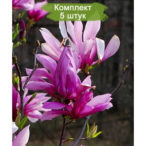 Саженцы Магнолии гибридной нежно-розовой Бетти -  комплект 5 шт.
