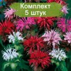 Cаженцы монарды двойчатой Панорама Микс (Panorama Mix) -  комплект 5 шт.