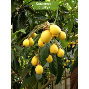 Саженцы мушмулы Японская Танака -  комплект 5 шт.