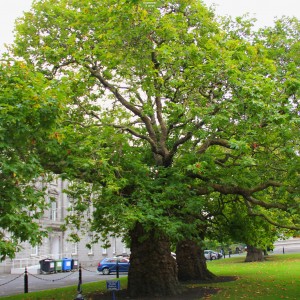 Саженцы платана Восточного -  комплект 5 шт.