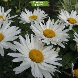 Саженцы ромашки нивяника Аляска -  комплект 5 шт.