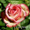 Саженцы чайно-гибридной розы Карусель (Carousel) -  комплект 5 шт.