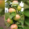 Комплект 5шт / Яблоня Янтарное Ожерелье (колоновидная)