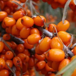 Саженец облепихи Жемчужина