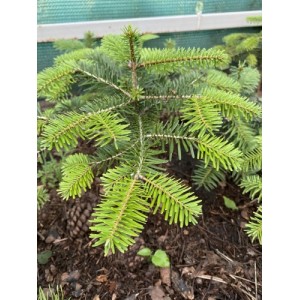 Саженец пихты Кавказской 20-40 см