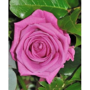 Саженец чайно-гибридной розы Аква (Aqua)