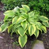 Саженец хосты Антиох (Hosta Antioch)