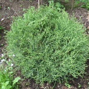 Саженец Туи шаровидной Мистер Боулинг Болл  (Mr. Bowling Ball)