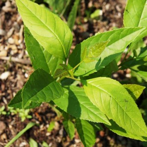 Сеянец ясеня Обыкновенного (20 см)