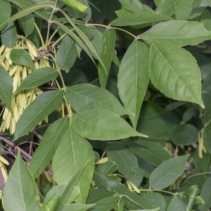 Сеянец ясеня Пенсильванского (до 20 см)