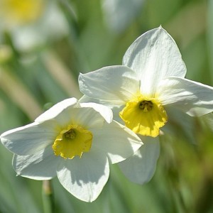 Луковица нарцисса Авалон (белый)