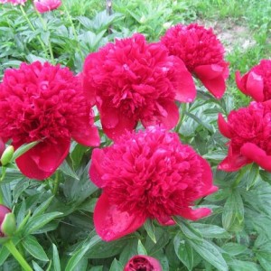 Саженец пиона Red Charm (Ред Чарм )